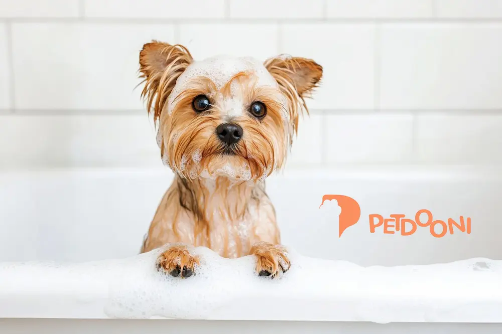 حمام کردن سگ | مزایا، خطرات و نکات مهم برای سلامت پوست و مو سگ در پت شاپ آنلاین پتدونی 1404